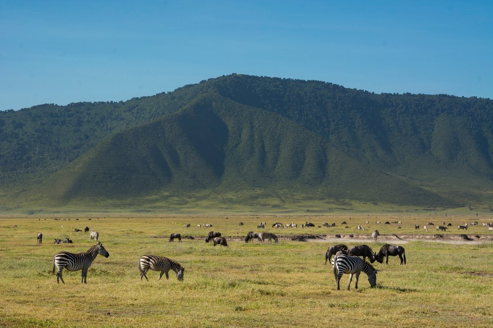 Zebry i gnu na trawiastym dnie krateru Ngorongoro pod zieloną ścianą krateru