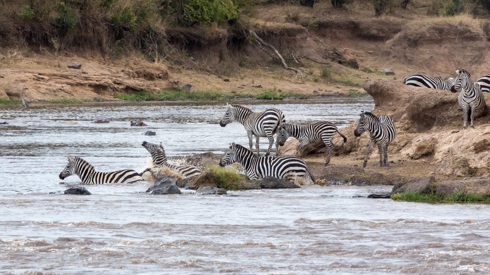 Zebry przechodzące przez rzekę Mara w Rezerwacie Masai Mara