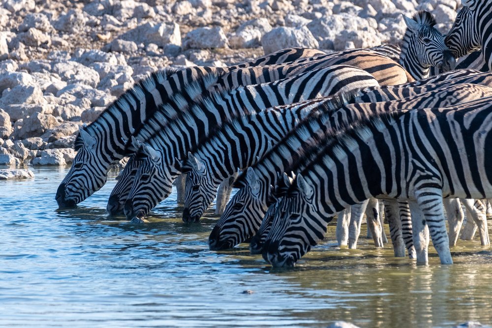 Zebry pijące wodę ramię w ramię przy wodopoju w Parku Narodowym Etosha