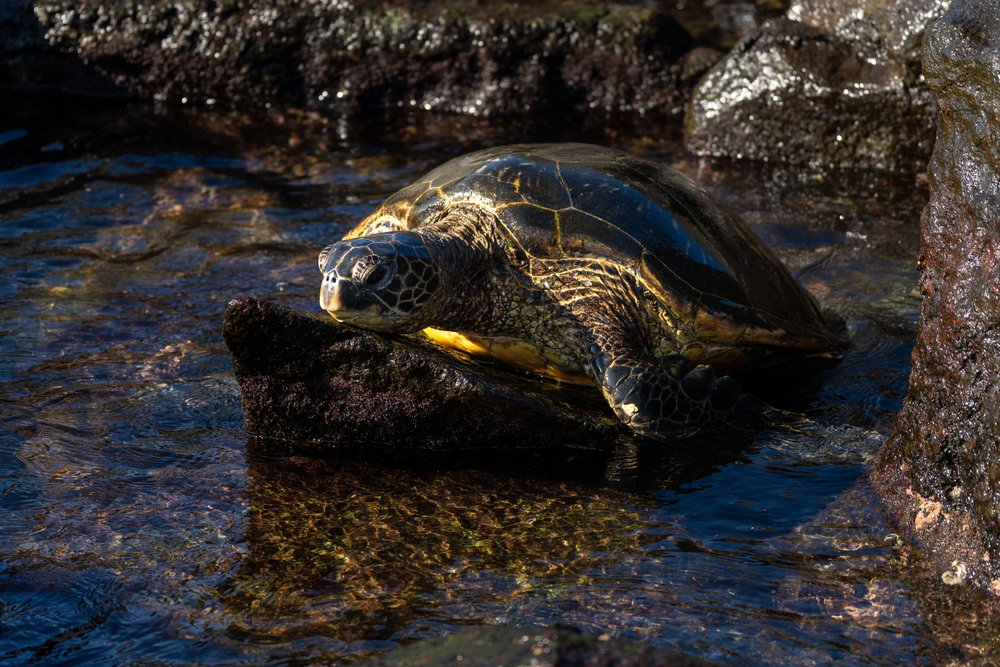 Zielony żółw morski na skałach plaży Laniakea na North Shore Oahu
