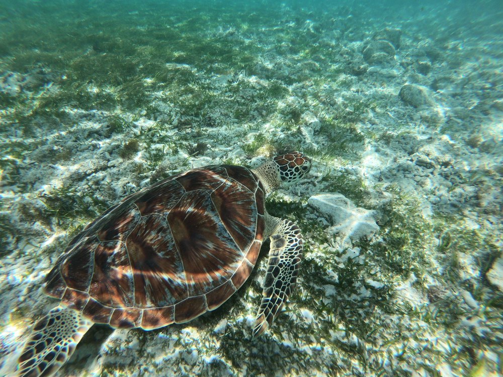 Żółw zielony nad trawą morską przy plaży Gili Trawangan