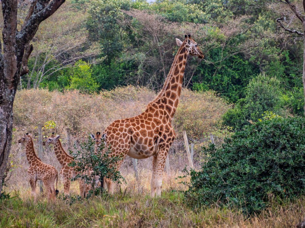 Żyrafa Rothschilda z dwójką młodych wśród zieleni Giraffe Centre w Nairobi